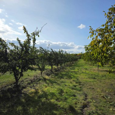 Kırsaldaki bir elma tarlasının güzel bir görüntüsü.