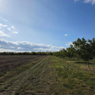 Kırsal kesimdeki ağaçlar.