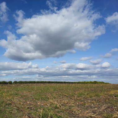 Buğday tarlası olan güzel bir manzara.
