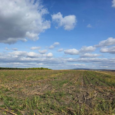hasat sonrası mısır tarlası