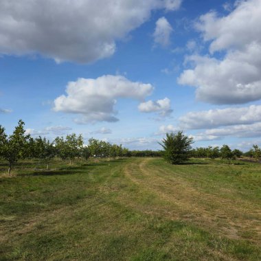 Bulutlu bir gökyüzünün altında yeşil çimlerin ve ağaçların olduğu bir alanın dikey görüntüsü