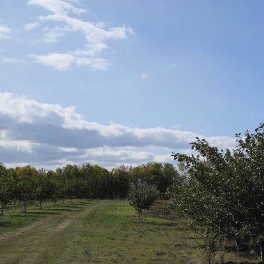 orchard elma ağacı