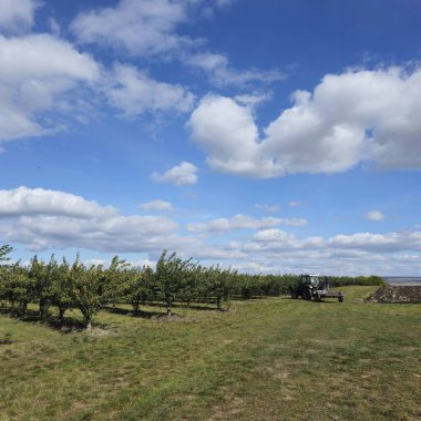 Bahçedeki elma ağaçları