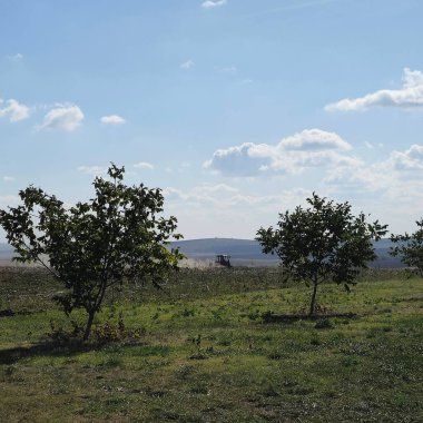 bir ağaç alanında