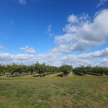 Ağaçları ve yeşil otları olan güzel bir manzara.