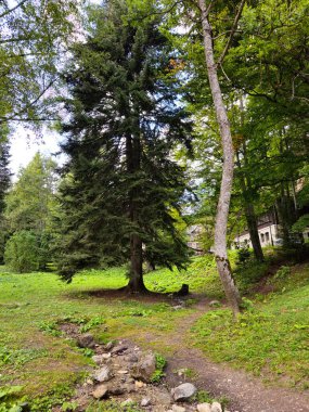 Dağlardaki güzel orman.