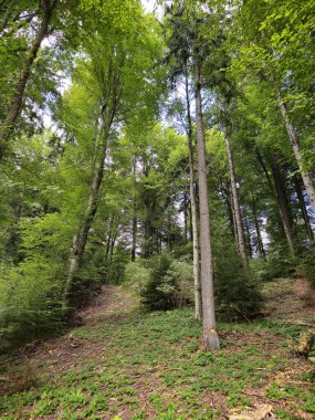 Dağlardaki güzel orman