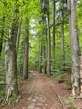 Ağaçların arasında bir patika var.