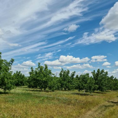 Mavi gökyüzü ve bulutlu yeşil bir alanın dikey görüntüsü.