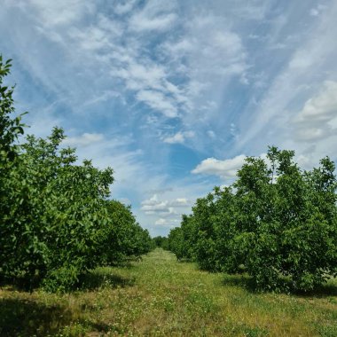 Meyve bahçesinde elma ağacı, elma ağaçları, yazın meyve ağaçları.