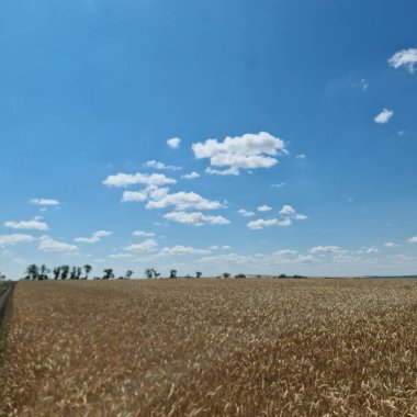 Bir tarla manzarası ve mavi gökyüzü