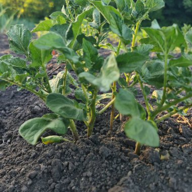 Bahçedeki yeşil bitki