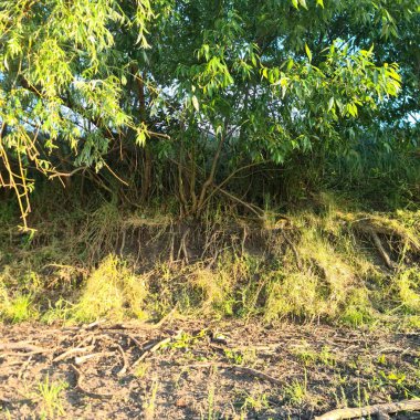 Bahçedeki yeşil çimenler