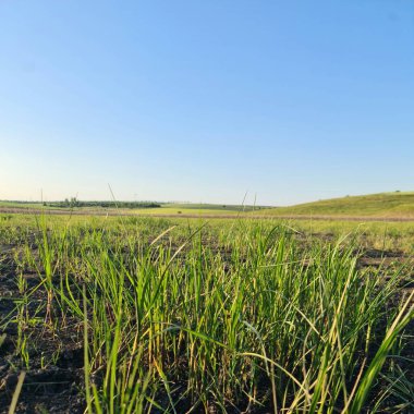 Bahçedeki yeşil çimenler