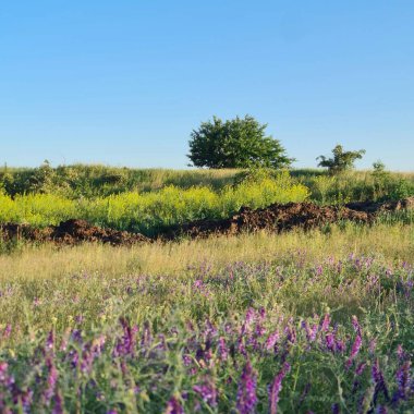 Çiçek tarlası ve mavi gökyüzü olan güzel bir manzara.