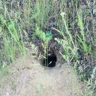 Dağlardaki ormanın güzel manzarası.
