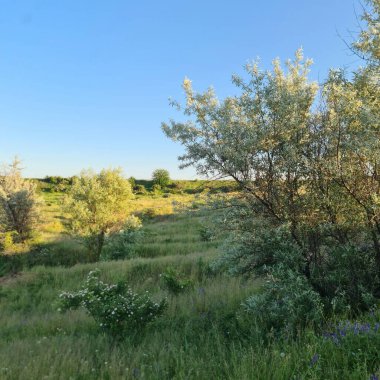 Kırsaldaki bir tarlada güzel bir ağaç görüntüsü.