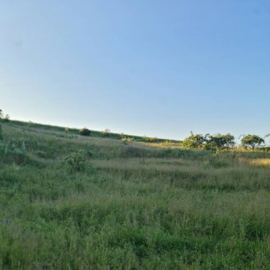 Ağaçlı ve otlu bir manzara.