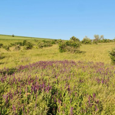 Yazın çiçek tarlası