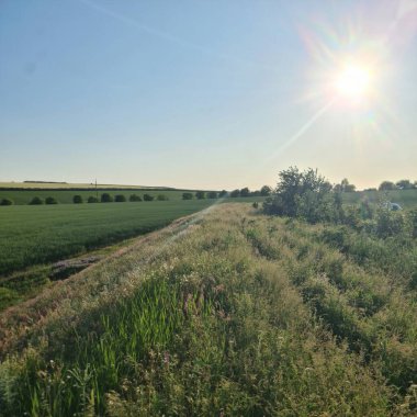 Yazın kırsalın yeşil tarlaları