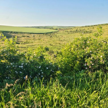 Yeşil tarlaların manzarası