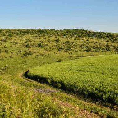 Yeşil çayır ve mavi gökyüzü