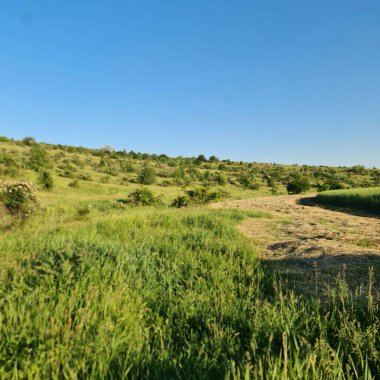 Ormanda nehri olan güzel bir manzara.