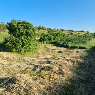 Çimen tarlası ve mavi gökyüzü olan güzel bir manzara.