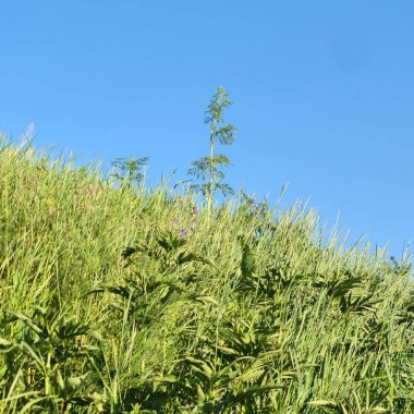 Mavi Gökyüzü ve yeşil çimenler