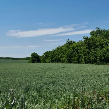 Mavi gökyüzü ve bulutlu yeşil alan