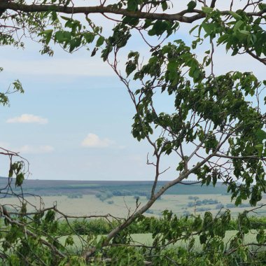 Ormandaki yeşil ağaç