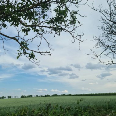 Ağaçları ve mavi gökyüzü olan güzel bir manzara.