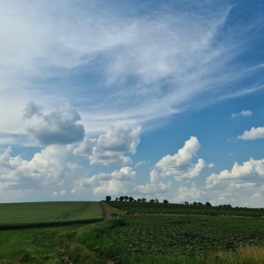 Çimen tarlası ve mavi gökyüzü olan güzel bir manzara.