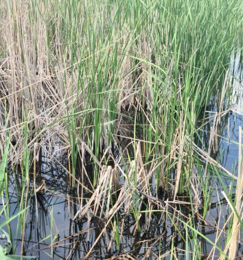 Bahçedeki yeşil çimenler