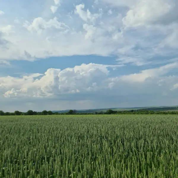 Stock image green wheat field in the summer