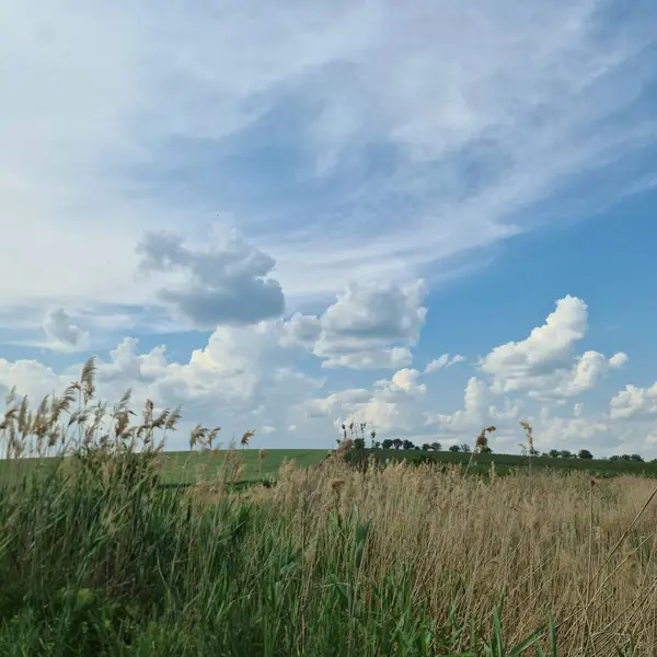 Buğday tarlası ve mavi gökyüzü olan güzel bir manzara.