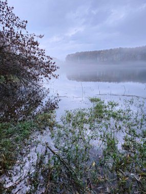 Ormandaki nehrin güzel manzarası