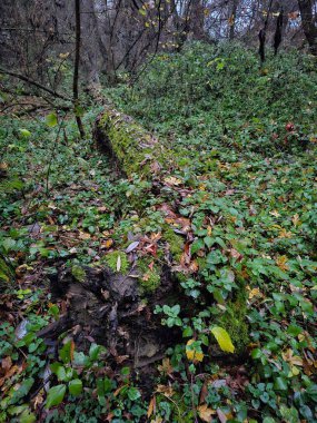 Devrilmiş bir ağaç ve yosunlu bir ormanın dikey görüntüsü.