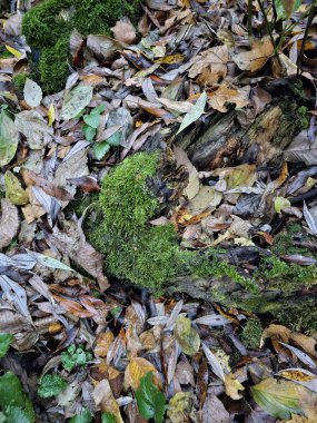 Yere düşen yapraklar.