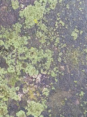 Yosun dokusu. Yosun, yosun, yosun, yeşil yosun. Yerdeki eski yeşil yosunların yosun tabakası, yosunlar açık.