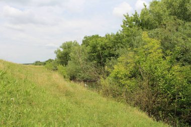 Rusya 'da nehir ve ağaçlarla dolu yaz manzarası.