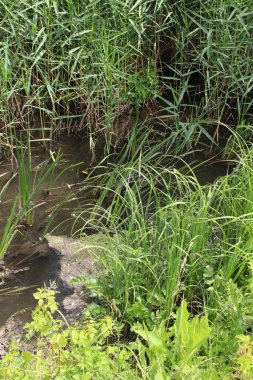 Ormandaki nehrin güzel manzarası