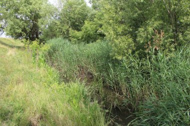 Parktaki yeşil bitkiler ve çimenler. Yazın doğa.