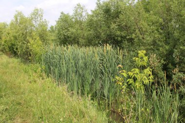 Hollanda 'nın kırsal kesimindeki bahçede yeşil çimenler ve bitkiler