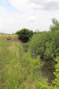 yeşil bitkiler ile nehir