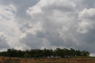 Gökyüzünde uçan bir kuş sürüsü