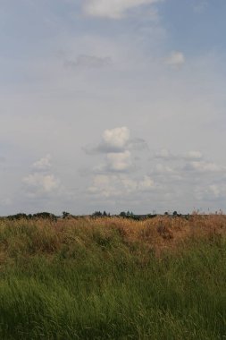 Bir mısır tarlası ve bulutlu bir gökyüzü