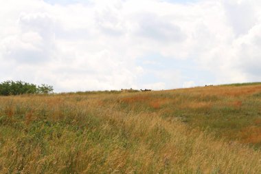 Yeşil çimen ve mavi gökyüzü