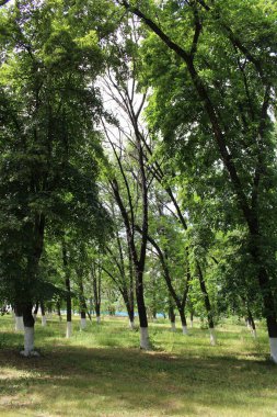 Şehrin en güzel parkı.