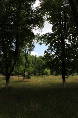 Mavi bulutlu gökyüzünün altında yeşilliklerle çevrili bir ormanın dikey görüntüsü.